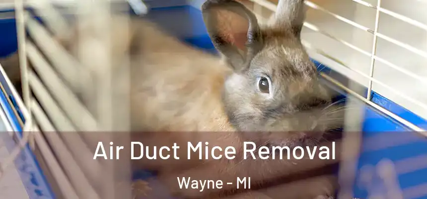  Air Duct Mice Removal Wayne - MI